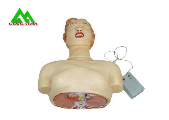 China Modelos de ensino médicos do corpo humano para práticas da ressuscitação cardiopulmonar fornecedor