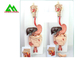 Modelo de sistema digestivo humano médico reciclado para a vida de ensino - faça sob medida 6 porções fornecedor
