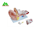 Modelos de ensino médicos anatômicos humanos modelo plástico da orelha interna fornecedor
