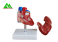 Vida anatômica humana plástica do modelo do coração - tamanho para estudantes de Medicina fornecedor