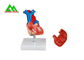 Vida anatômica humana plástica do modelo do coração - tamanho para estudantes de Medicina fornecedor