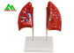O ensino médico profissional modela o modelo humano do pulmão 3D tamanho natural fornecedor