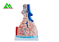 O ensino médico profissional modela o modelo humano do pulmão 3D tamanho natural fornecedor