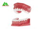 Modelo macio plástico dos dentes da goma do PVC, modelos dentais para o ISO de ensino do CE fornecedor