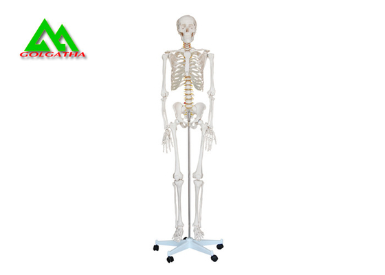 China Vida - modelo de esqueleto humano anatômico médico 97 x 45,5 x 28cm do tamanho fornecedor