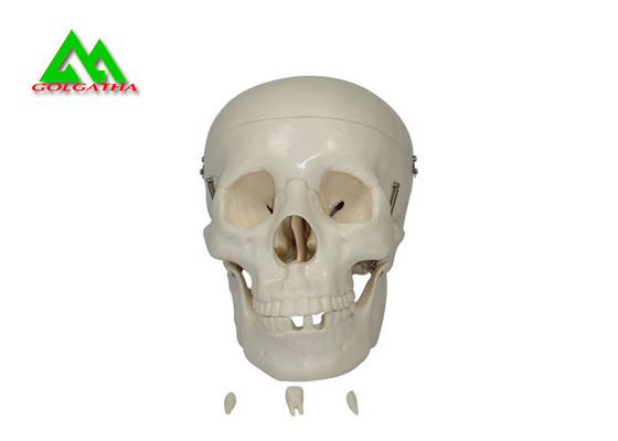 China Modelos de ensino médicos plásticos crânio humano anatômico para estudar a anatomia fornecedor