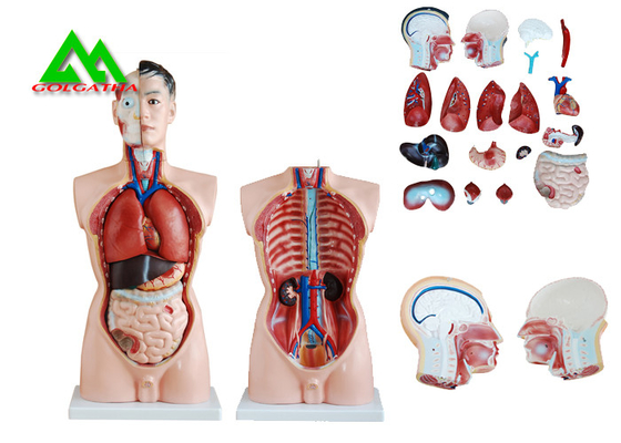 China Modelo humano da anatomia do torso do sexo duplo médico com estrutura clara principal fornecedor