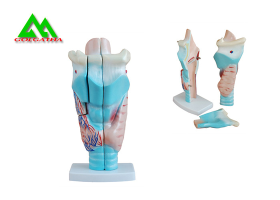 China Modelos de ensino médicos anatômicos humanos modelo plástico da orelha interna fornecedor