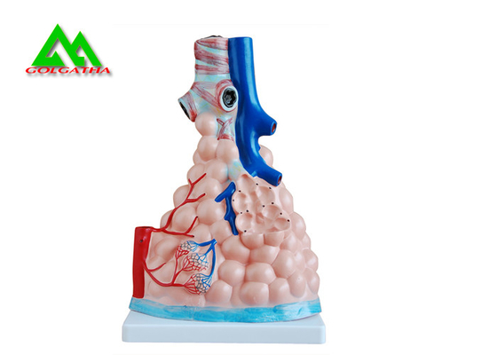 China O ensino médico profissional modela o modelo humano do pulmão 3D tamanho natural fornecedor