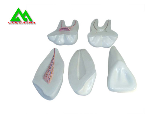 China Modelo macio plástico dos dentes da goma do PVC, modelos dentais para o ISO de ensino do CE fornecedor