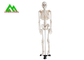 Vida - modelo de esqueleto humano anatômico médico 97 x 45,5 x 28cm do tamanho fornecedor
