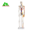 Vida - modelo de esqueleto humano anatômico médico 97 x 45,5 x 28cm do tamanho fornecedor