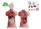 Modelo humano da anatomia do torso do sexo duplo médico com estrutura clara principal fornecedor