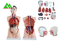 Modelo humano da anatomia do torso do sexo duplo médico com estrutura clara principal fornecedor