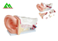 Modelos de ensino médicos anatômicos humanos modelo plástico da orelha interna fornecedor