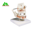 Modelo macio plástico dos dentes da goma do PVC, modelos dentais para o ISO de ensino do CE fornecedor
